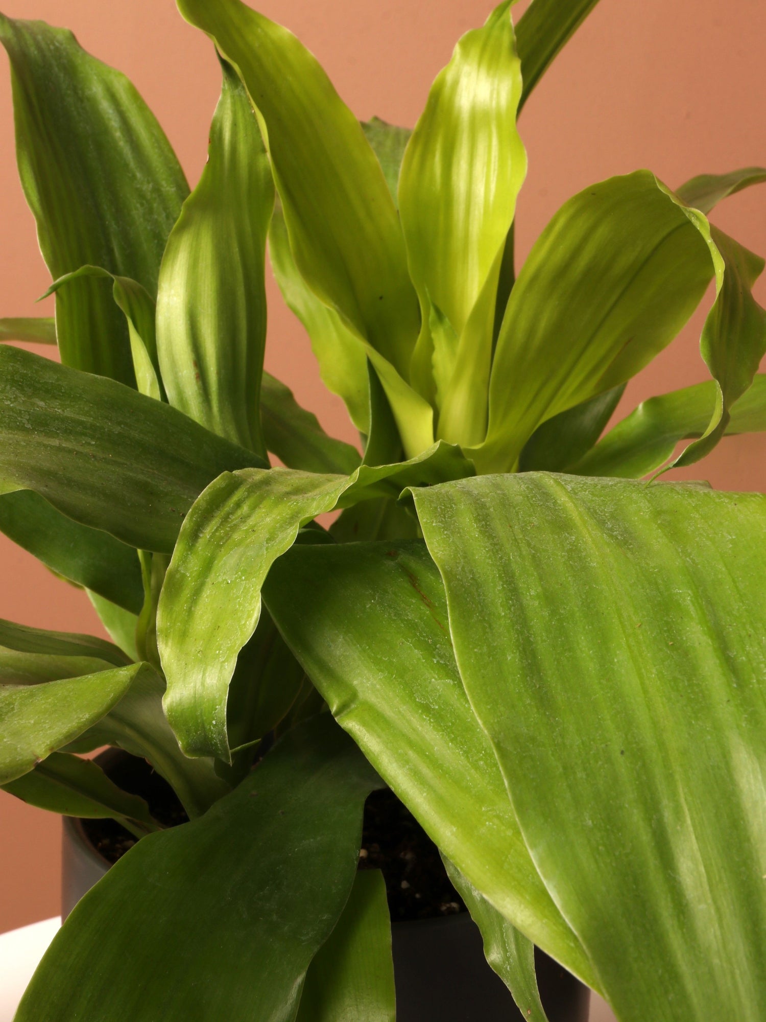 Medium Dracena Janet Craig &