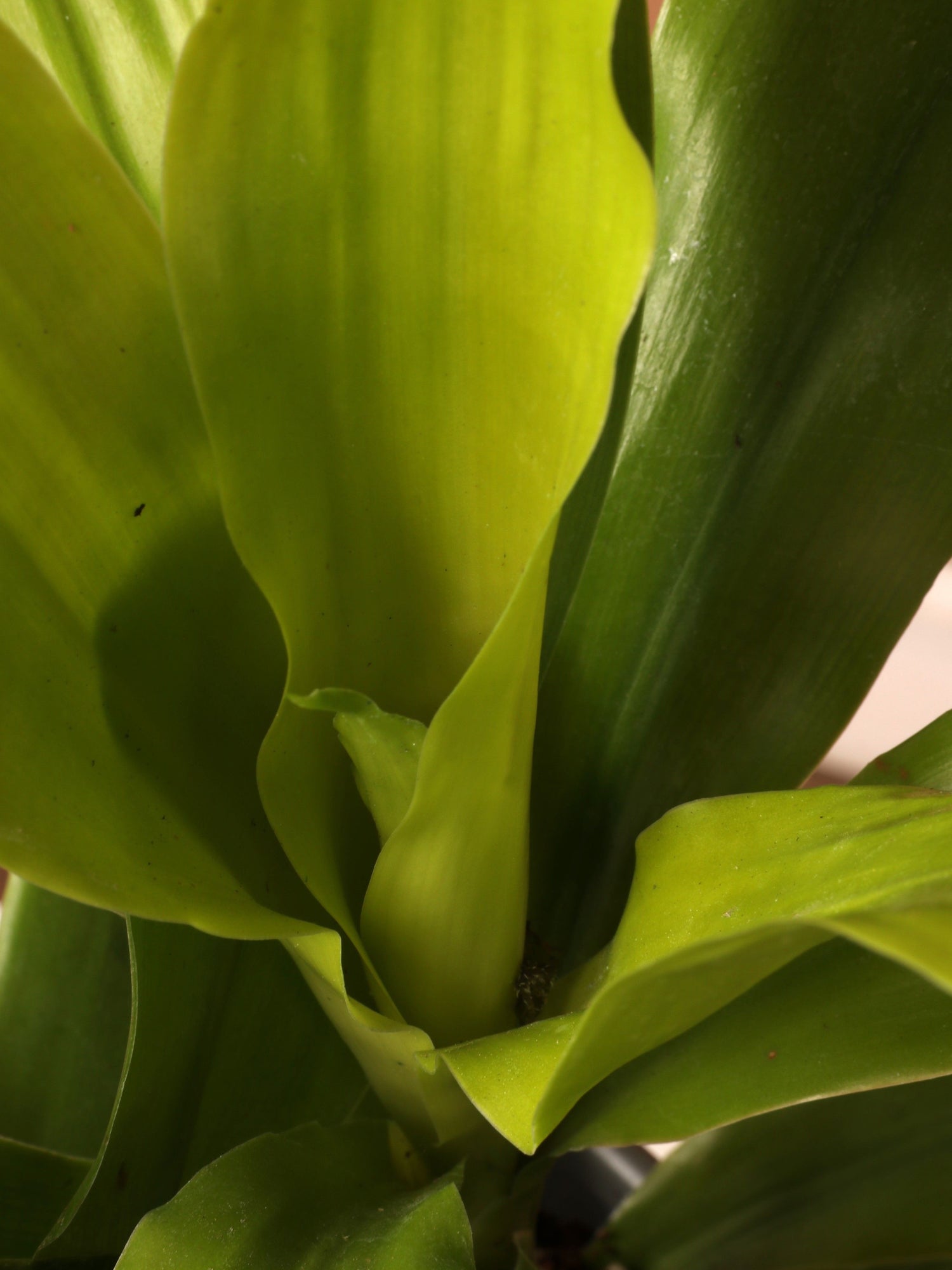 Medium Dracena Janet Craig &