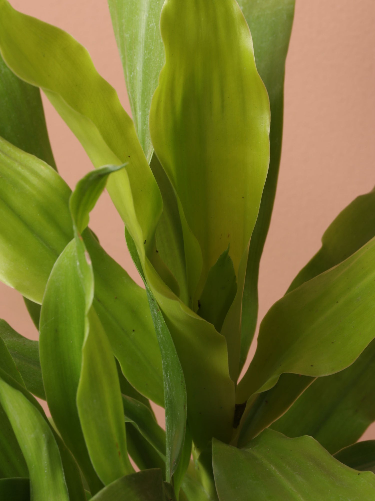 Medium Dracena Janet Craig &