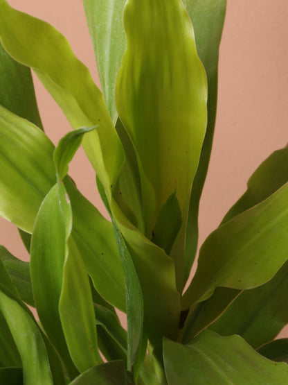 Medium Dracena Janet Craig &