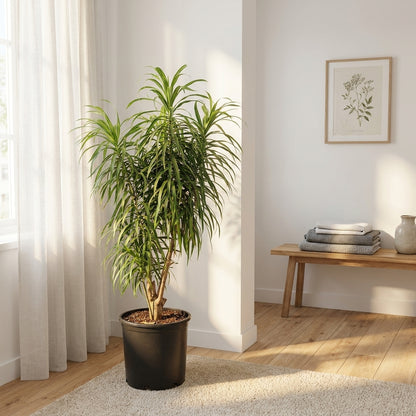 Full Size Dracaena &