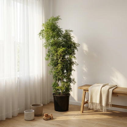 Full Size Ming Aralia