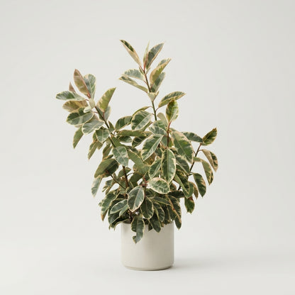 Full Size Variegated Rubber Tree