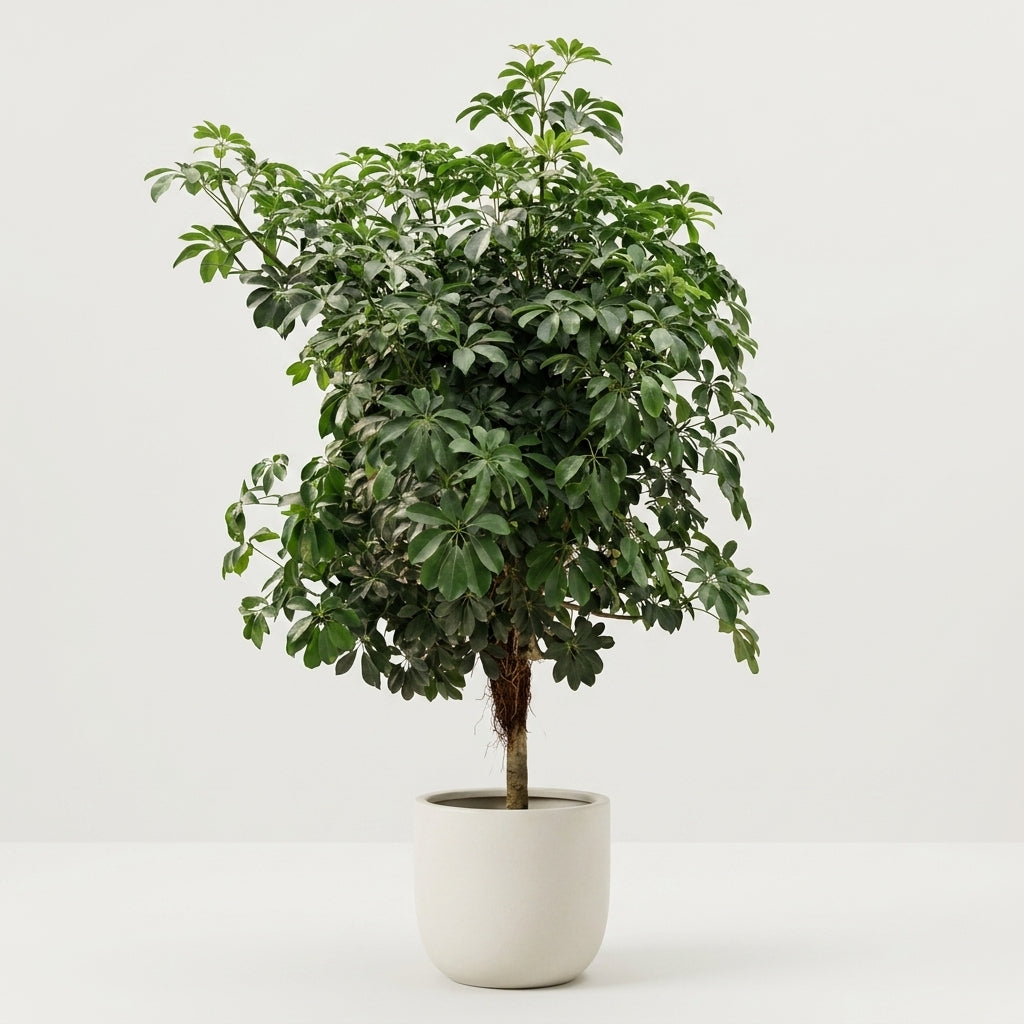schefflera arboricola cats Buy Schefflera 'Arboricola' Online | Large Indoor Plant