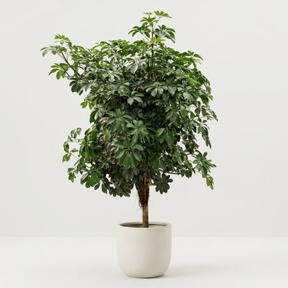 Huge Schefflera &
