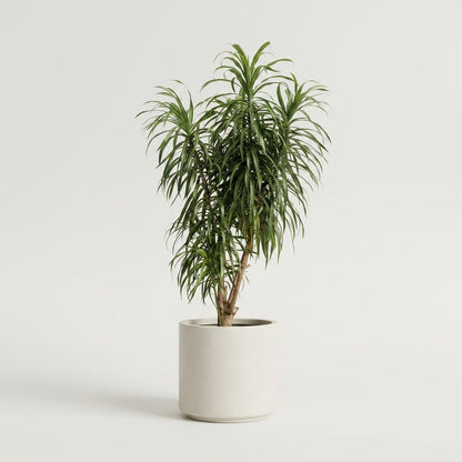 Full Size Dracaena &