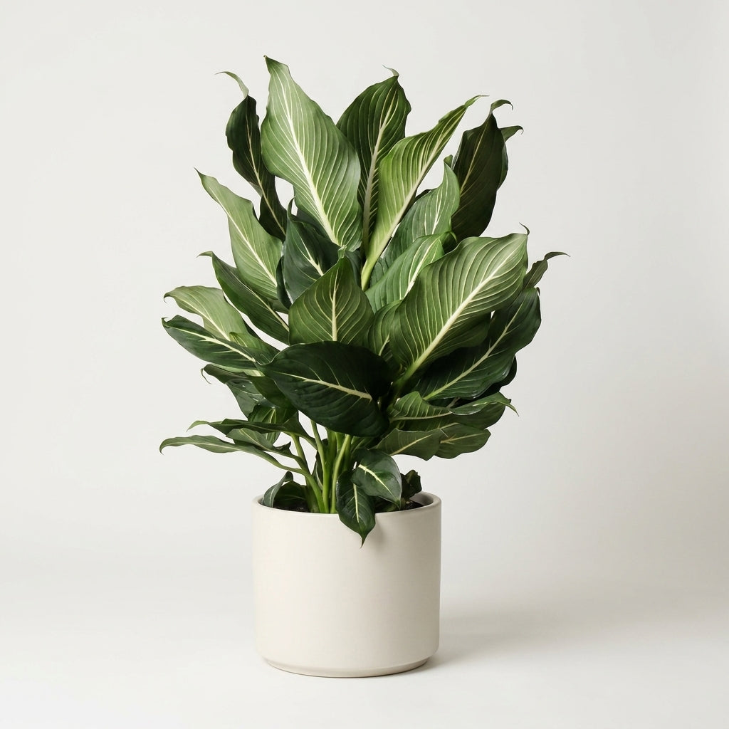 Large Dieffenbachia 'Sterling'