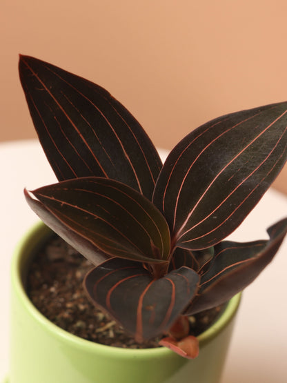 Small Jewel Orchid (Ludisia discolor)