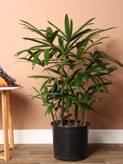 Large Lady Palm
