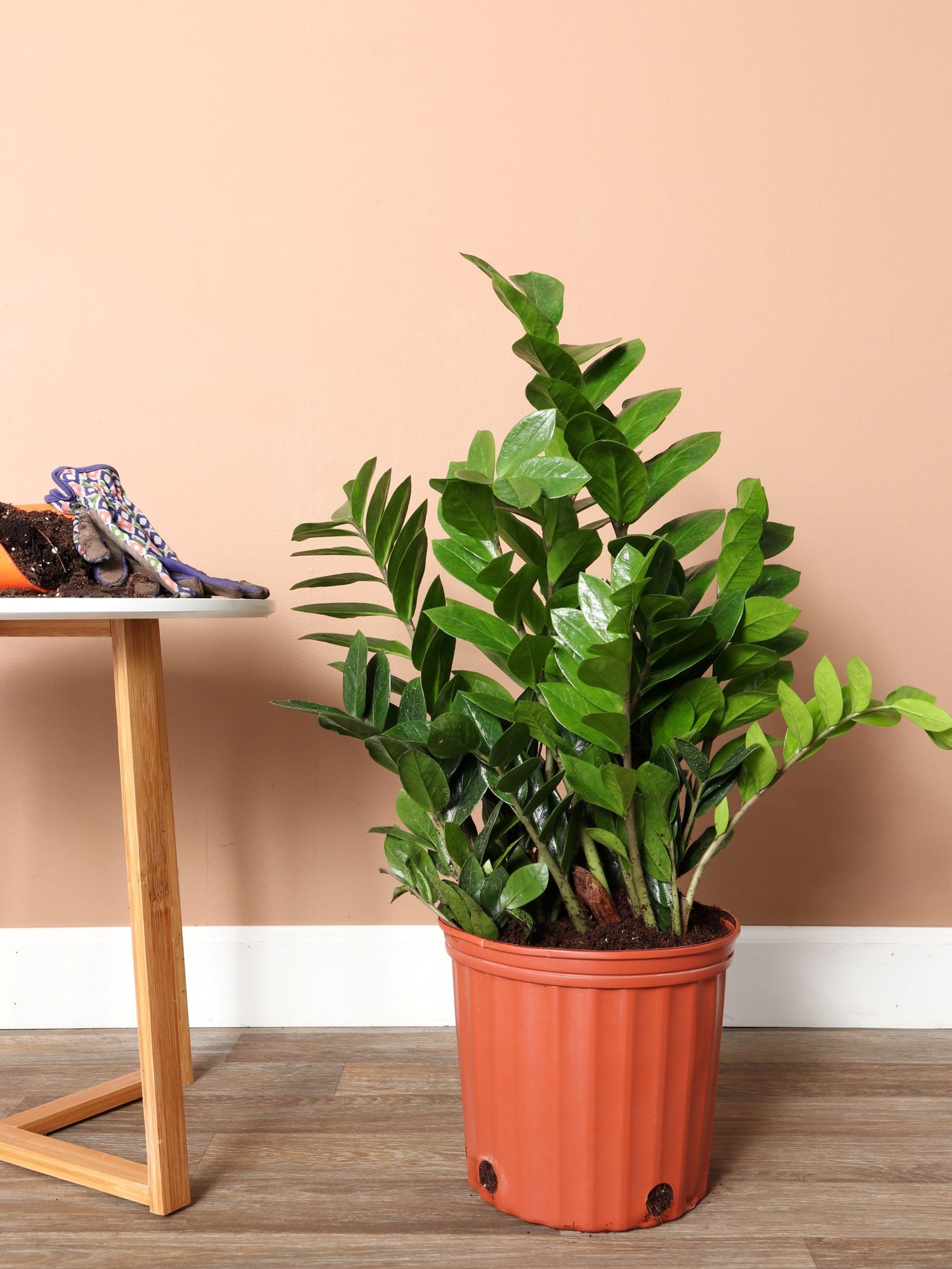 zz plant welcome plant Large ZZ Plant