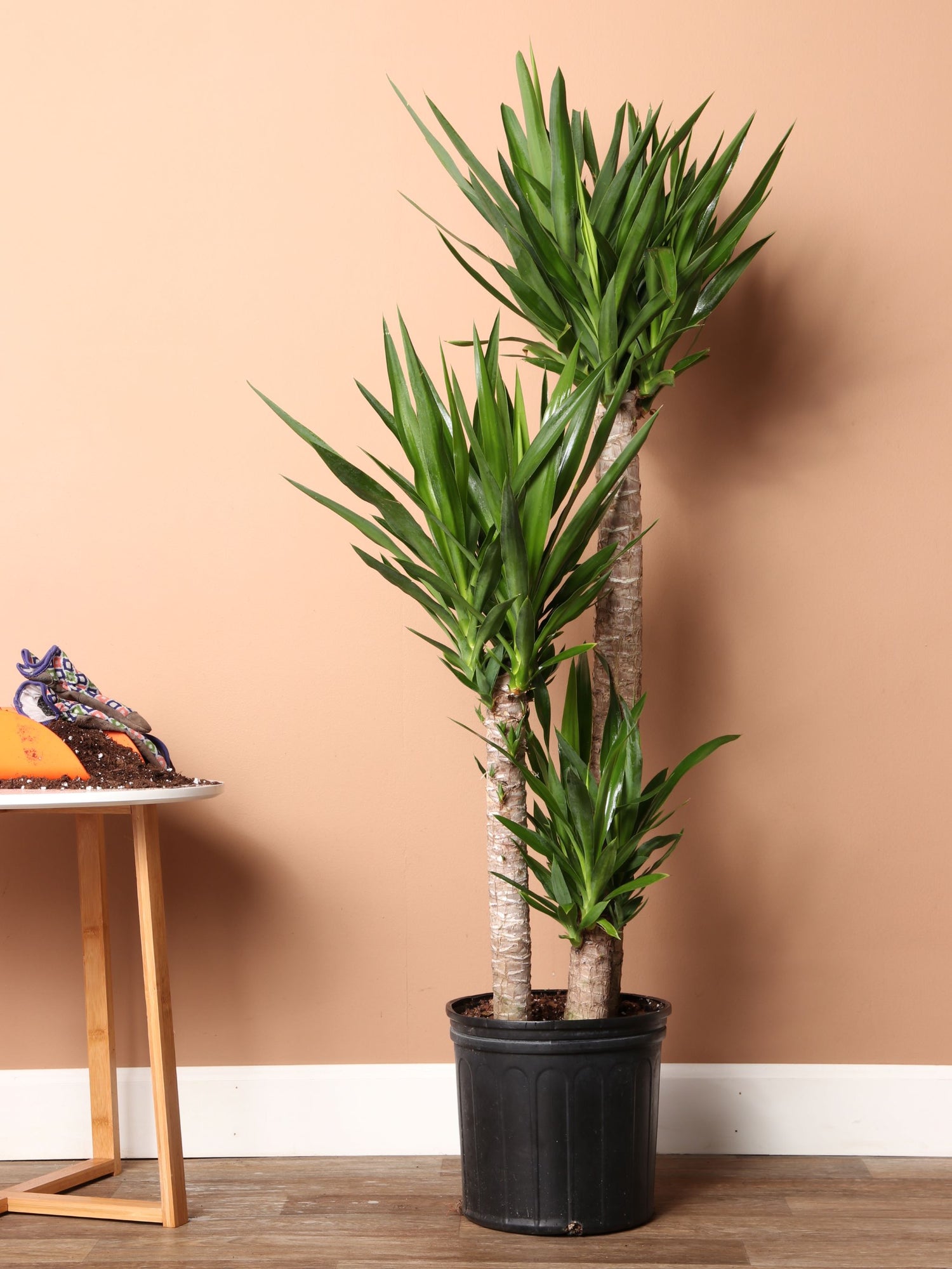 yucca cane light requirements Large Yucca Cane