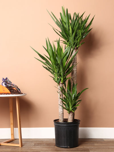 Large Yucca Cane