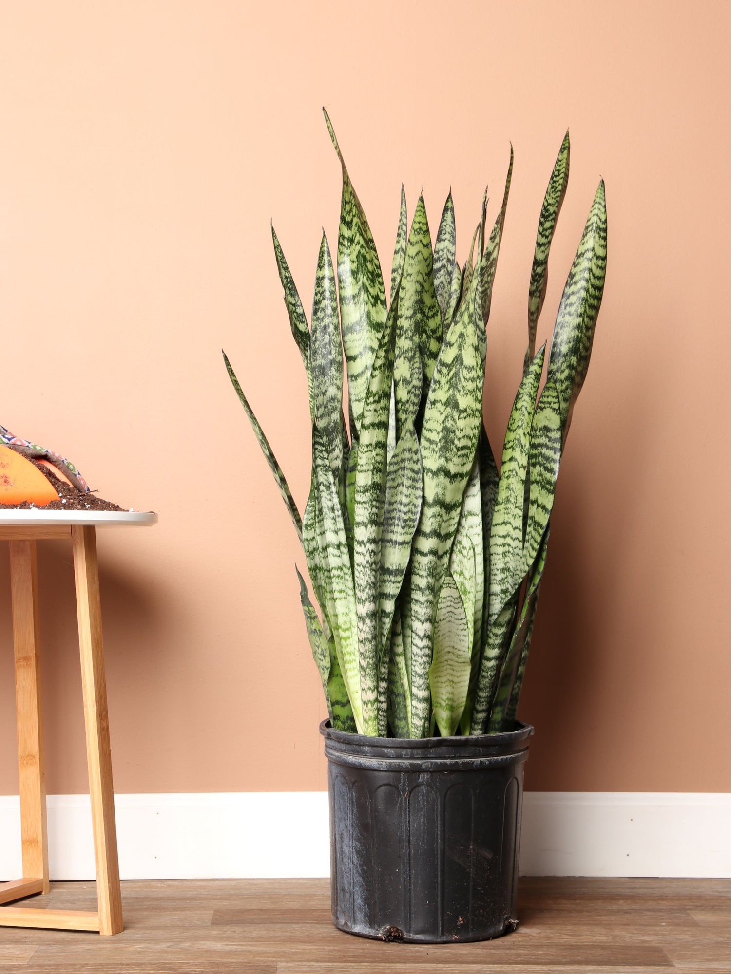 biggest snake plant Large Snake Plant (Zeylanica)
