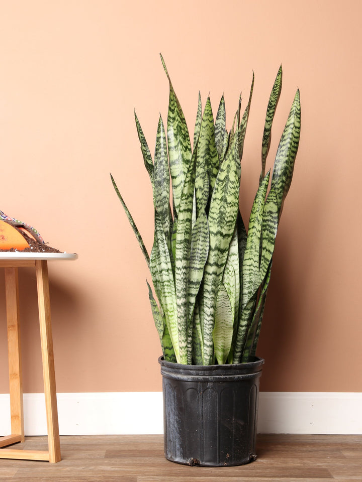 3-5 FT Potted Snake Plant (Zeylanica) | Delivery in NYC, NJ, CT