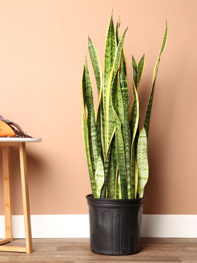 Large Snake Plant (trifasciata)