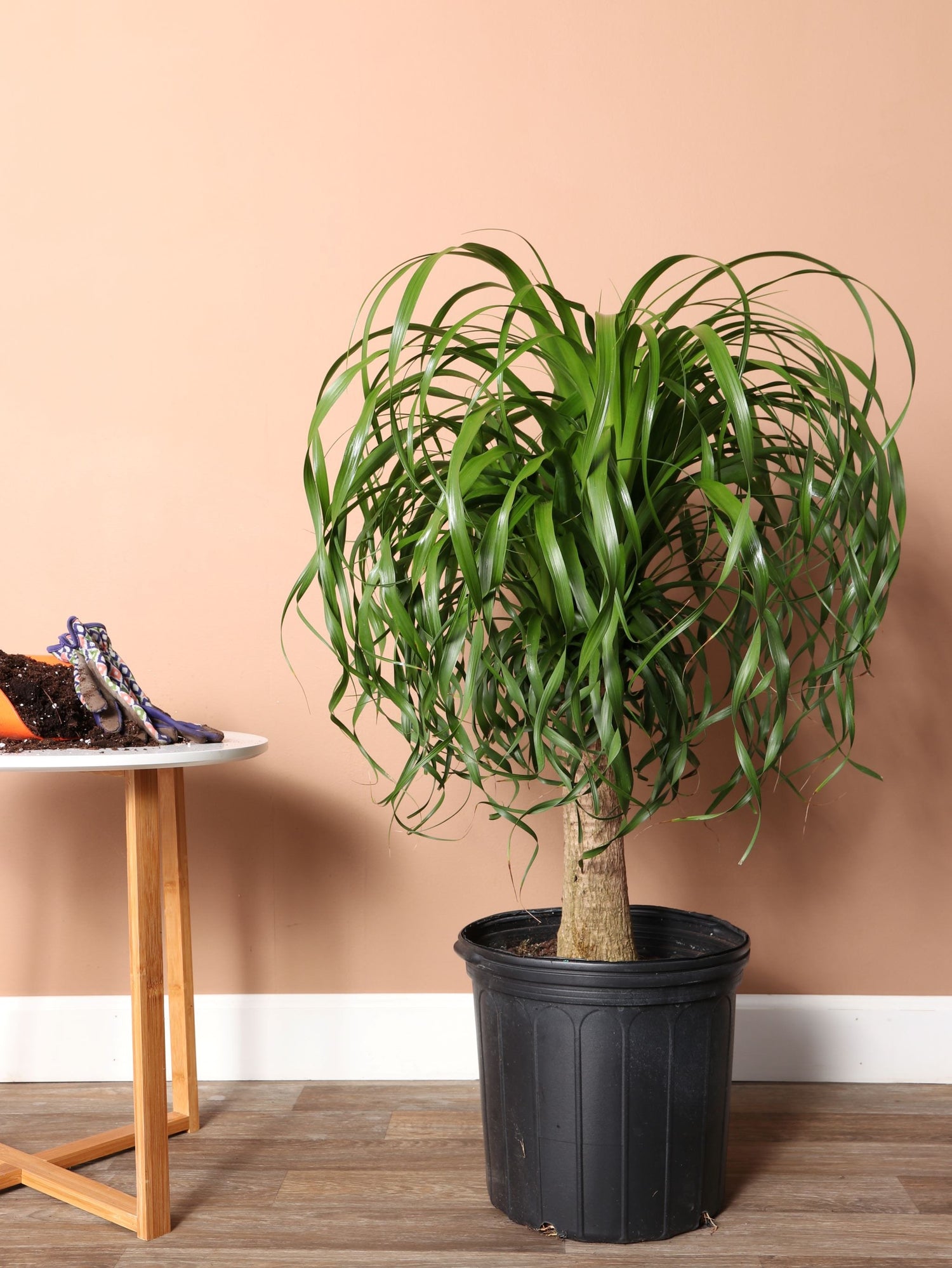 ponytail palm where to buy 3-5 FT Ponytail Palm – Dahing Plants