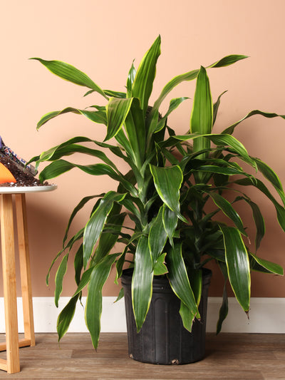Large Dracaena Carmen