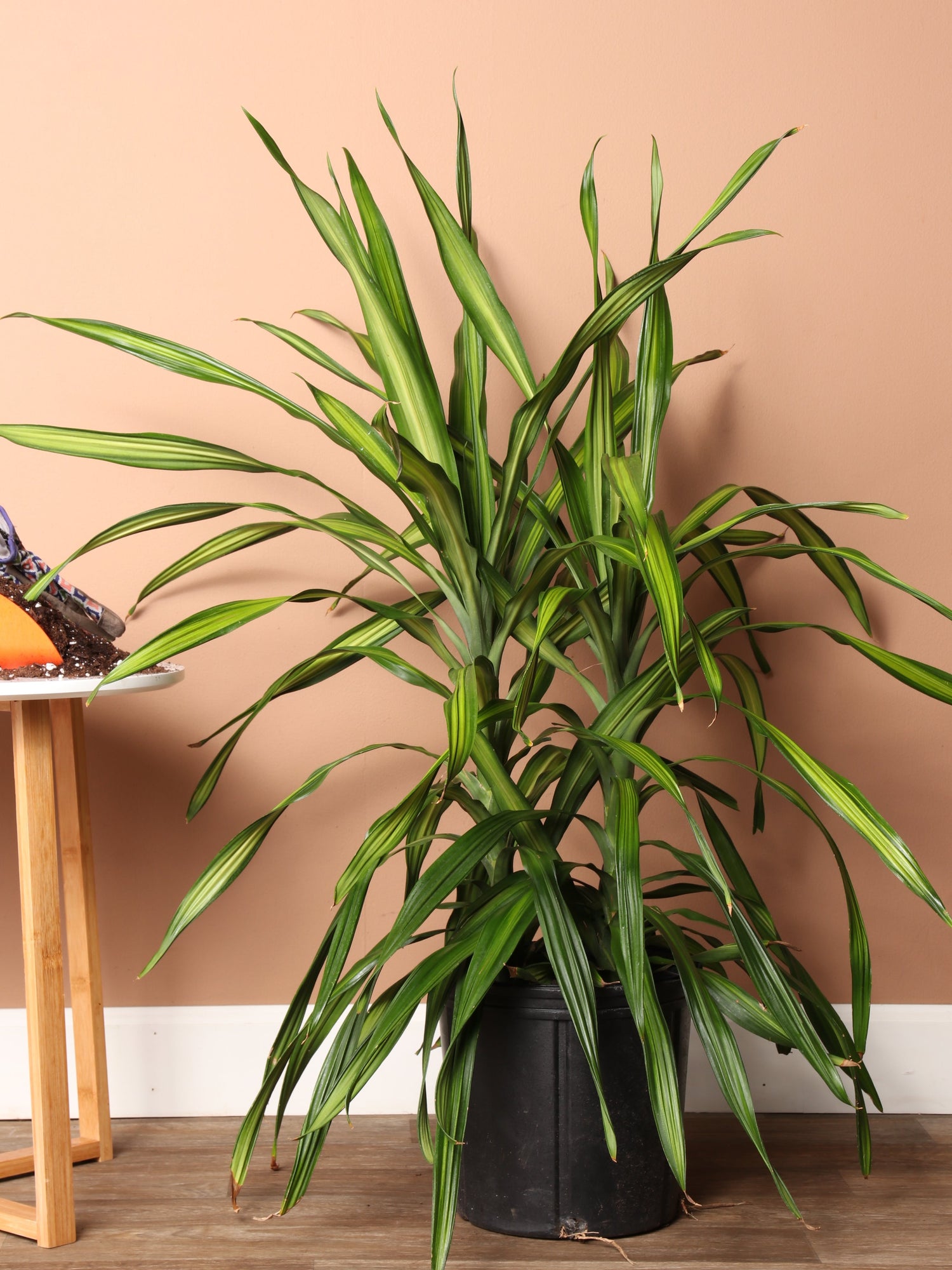 dracaena der Large Dracaena Deremensis 'Rikki'