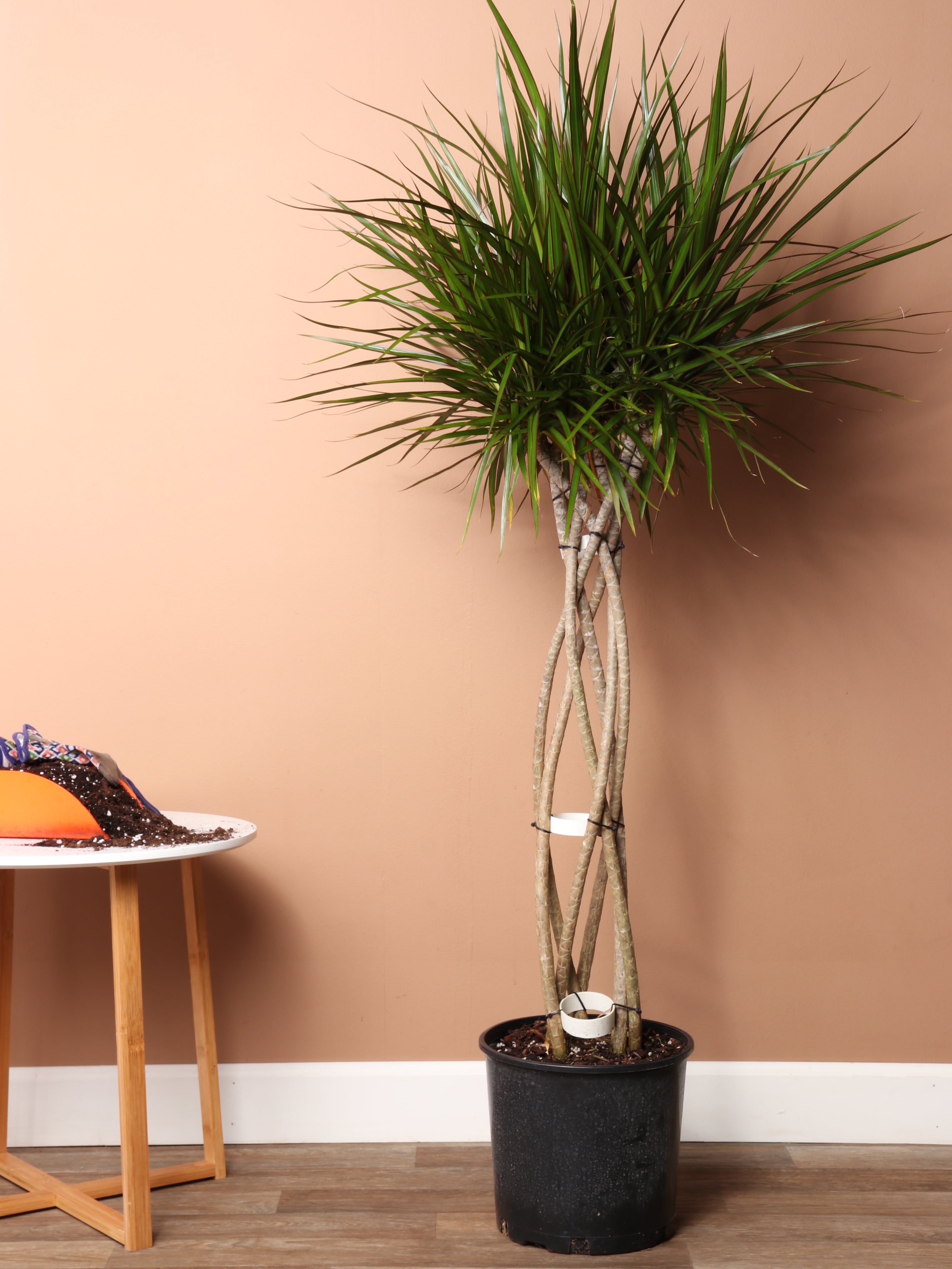 Buy Dracaena Marginata Braided Online Large Indoor Plant Dahi buy-dracaena-marginata-braided-online-large-indoor-plant-dahi