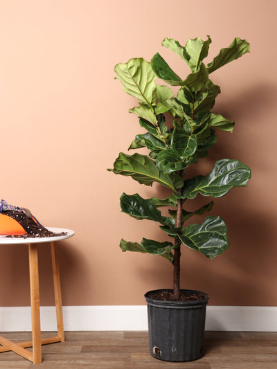 Large Fiddle Leaf Fig Pole