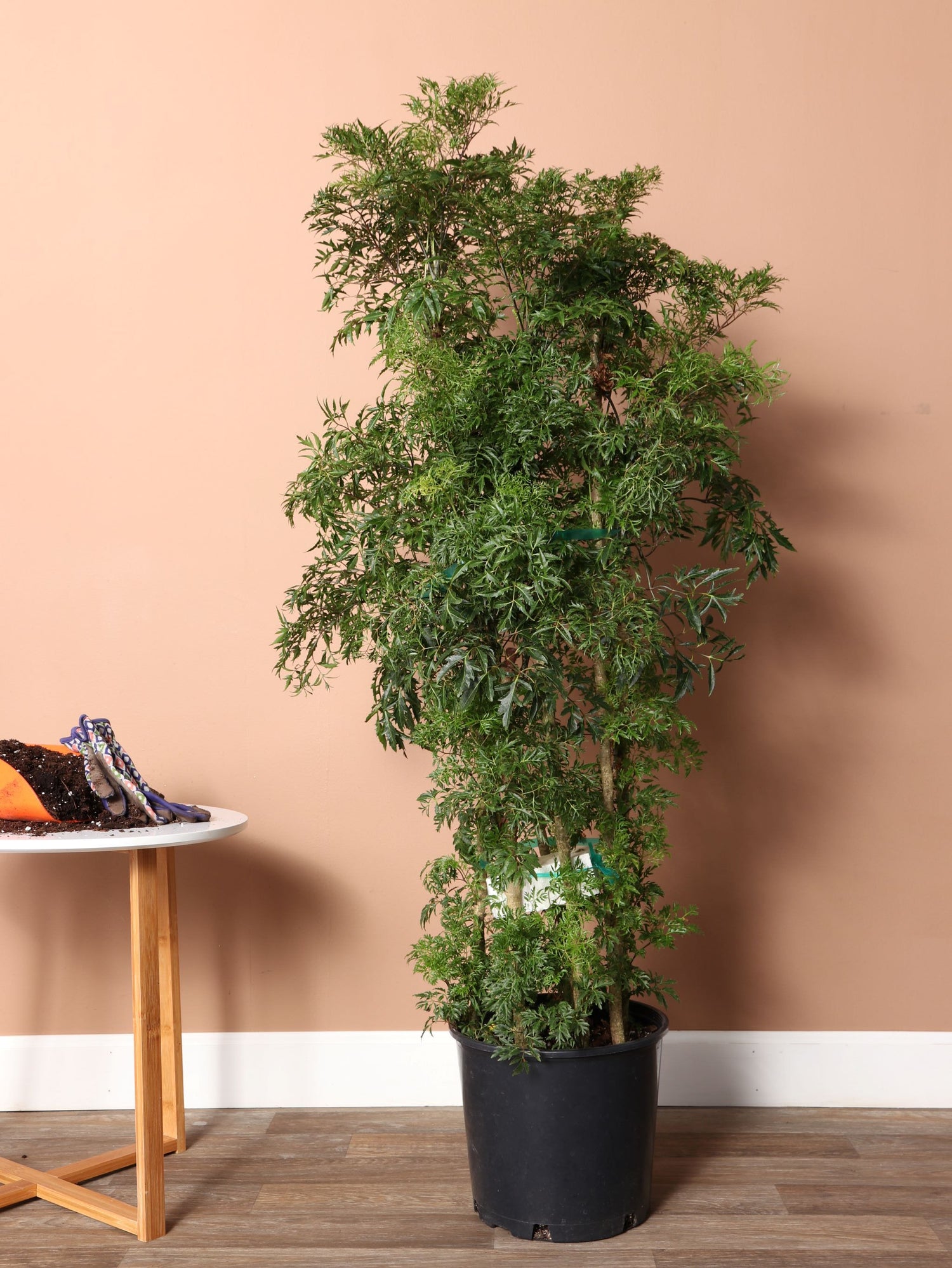 indoor ming aralia plant Large Ming Aralia