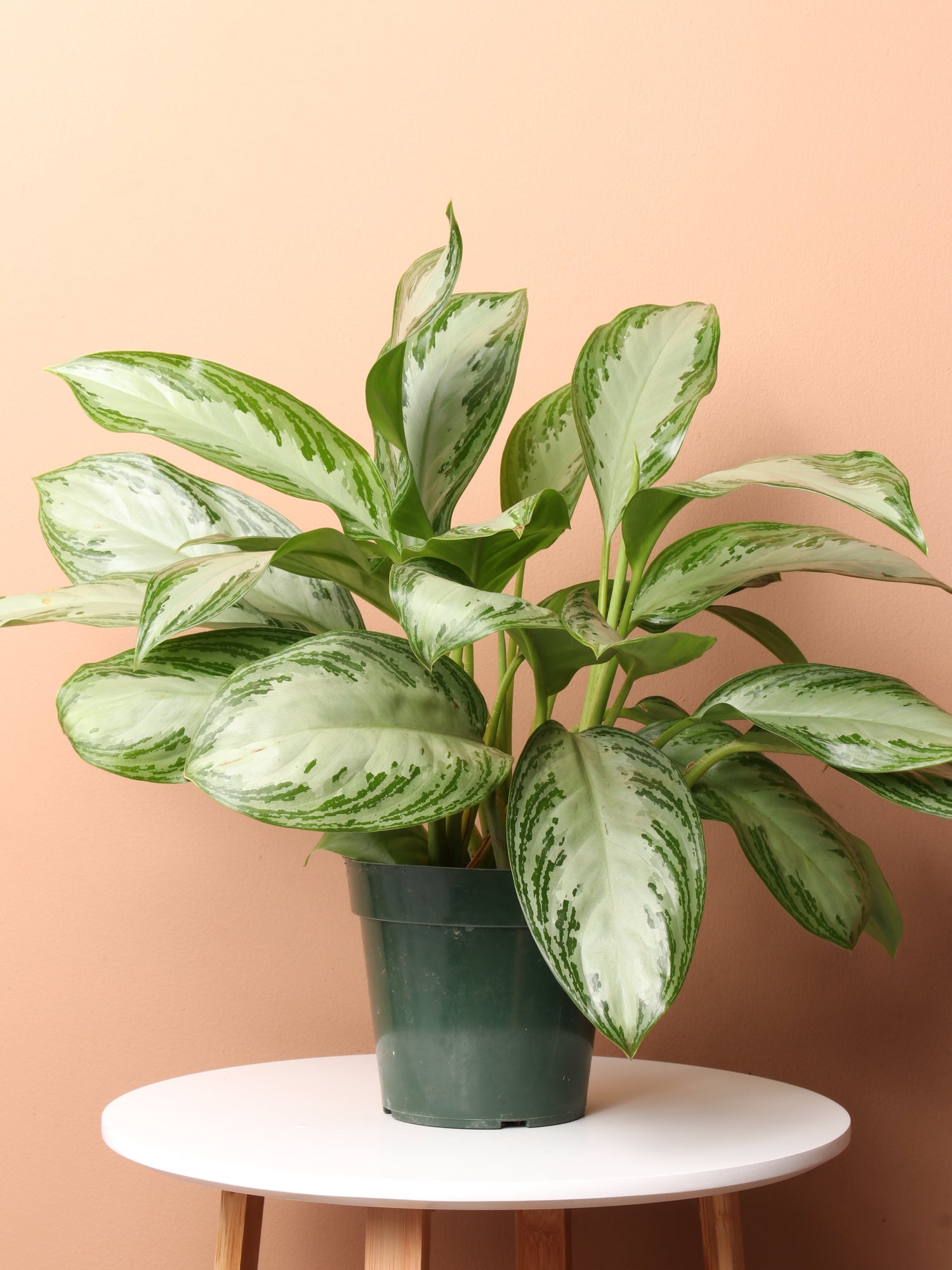 aglaonema shop Medium Potted Aglaonema Silver Bay