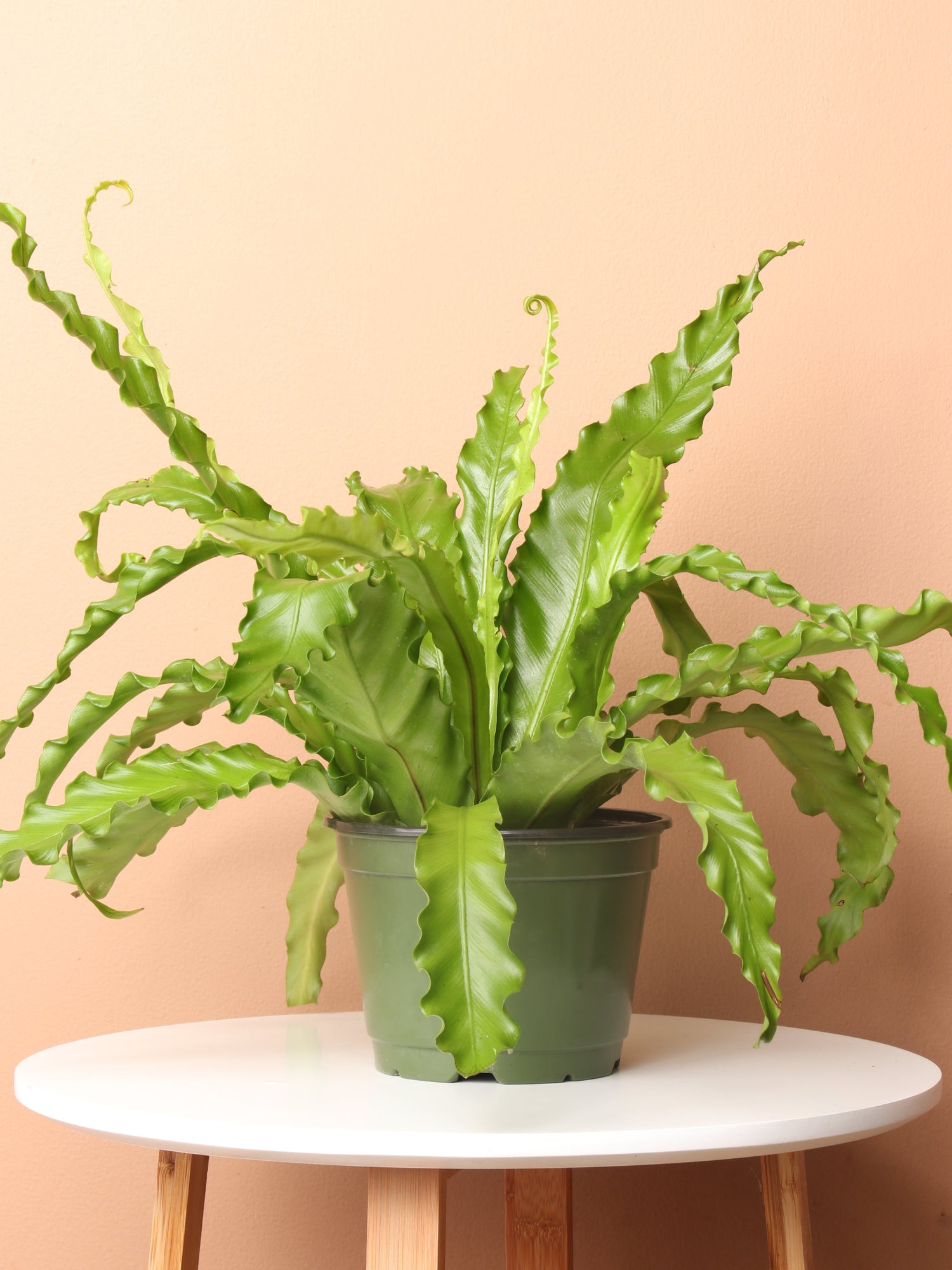 where to buy bird's nest fern Medium Birds Nest Fern