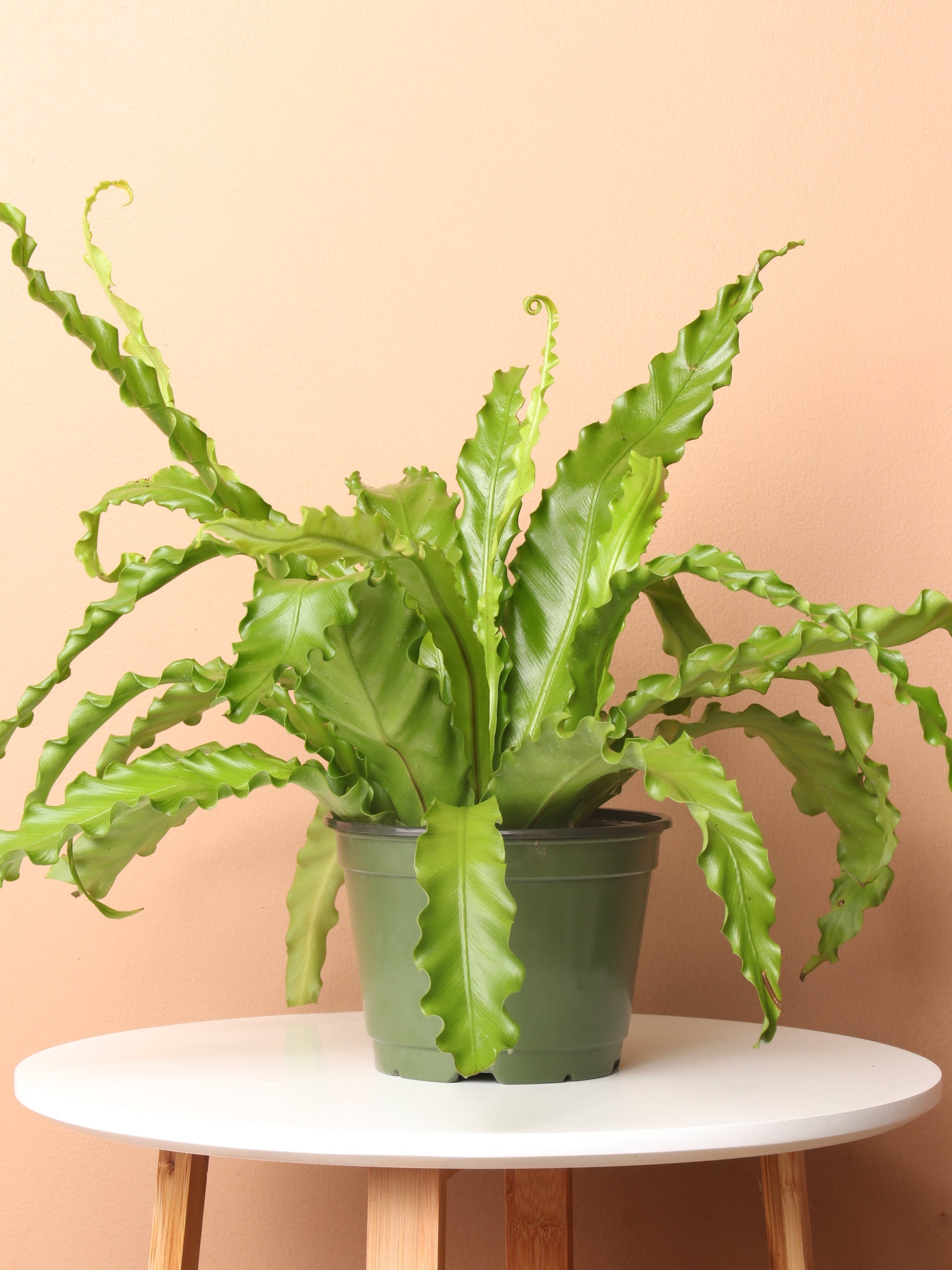 bird's nest fern pot size Buy Medium Birds Nest Fern Online | Rare Indoor Plant