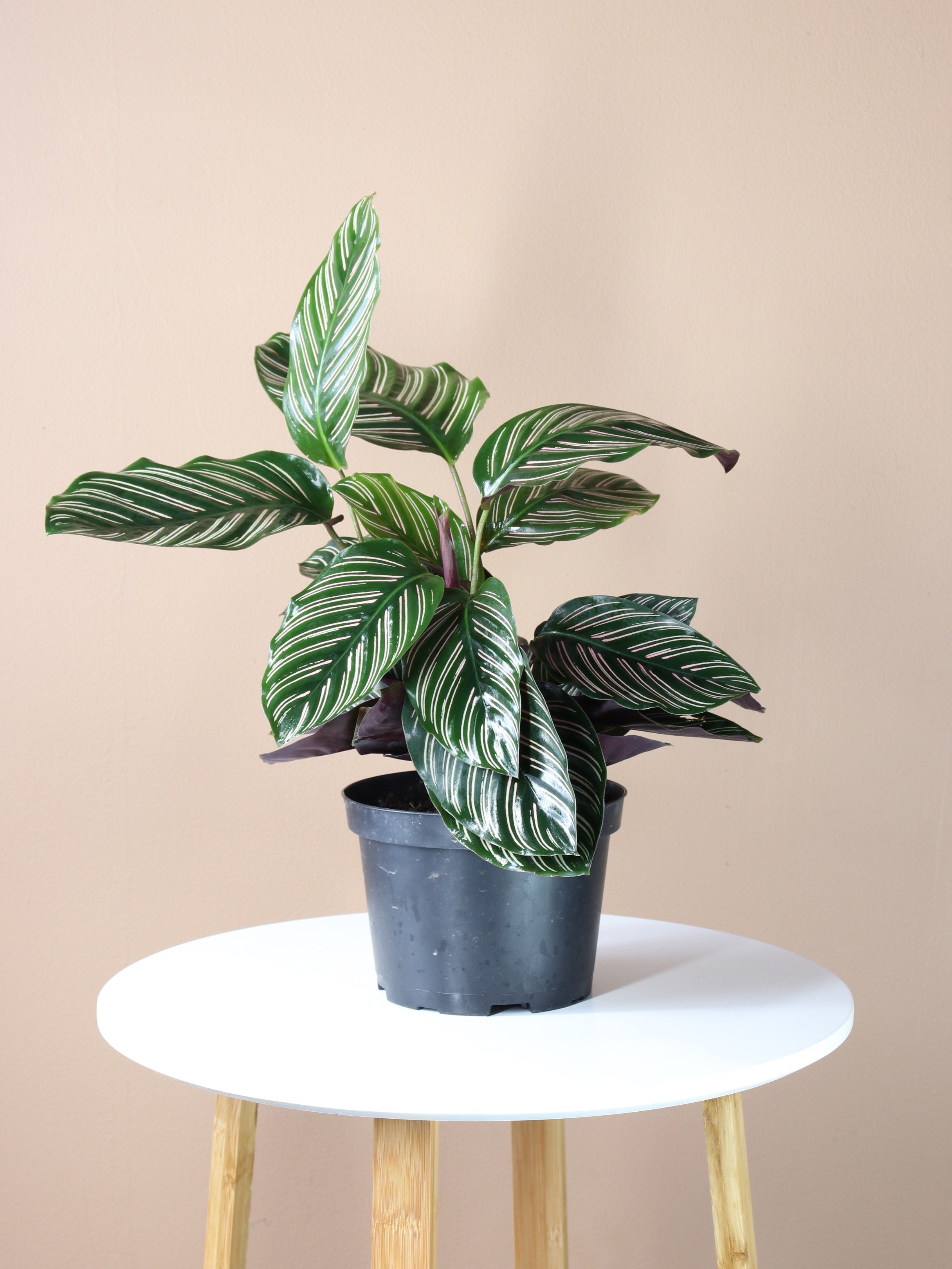 Medium Calathea Pinstripe