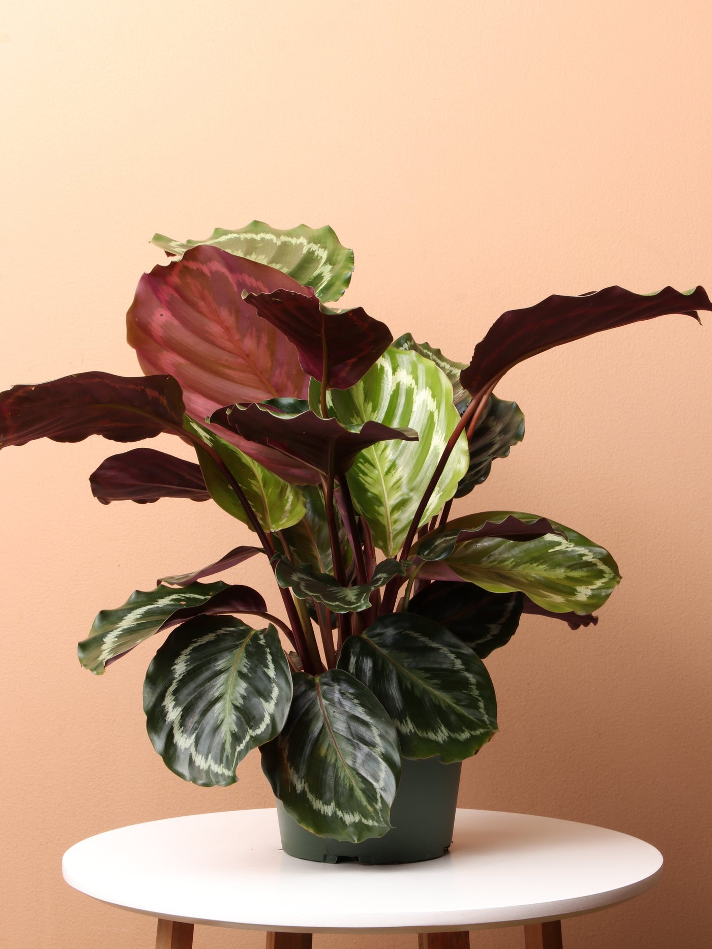 Medium Calathea 'Medallion' (Calathea roseopicta 'Medallion') – Rooted