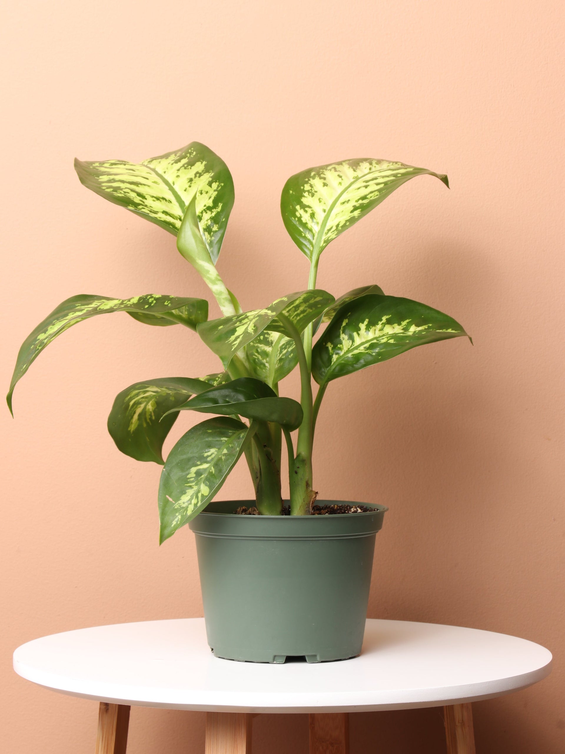 dieffenbachia tropic snow dumb cane live plant in growers pot Medium Dieffenbachia 'Tropic Snow' – Dahing Plants