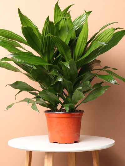 Medium Dracaena 'Janet Craig'