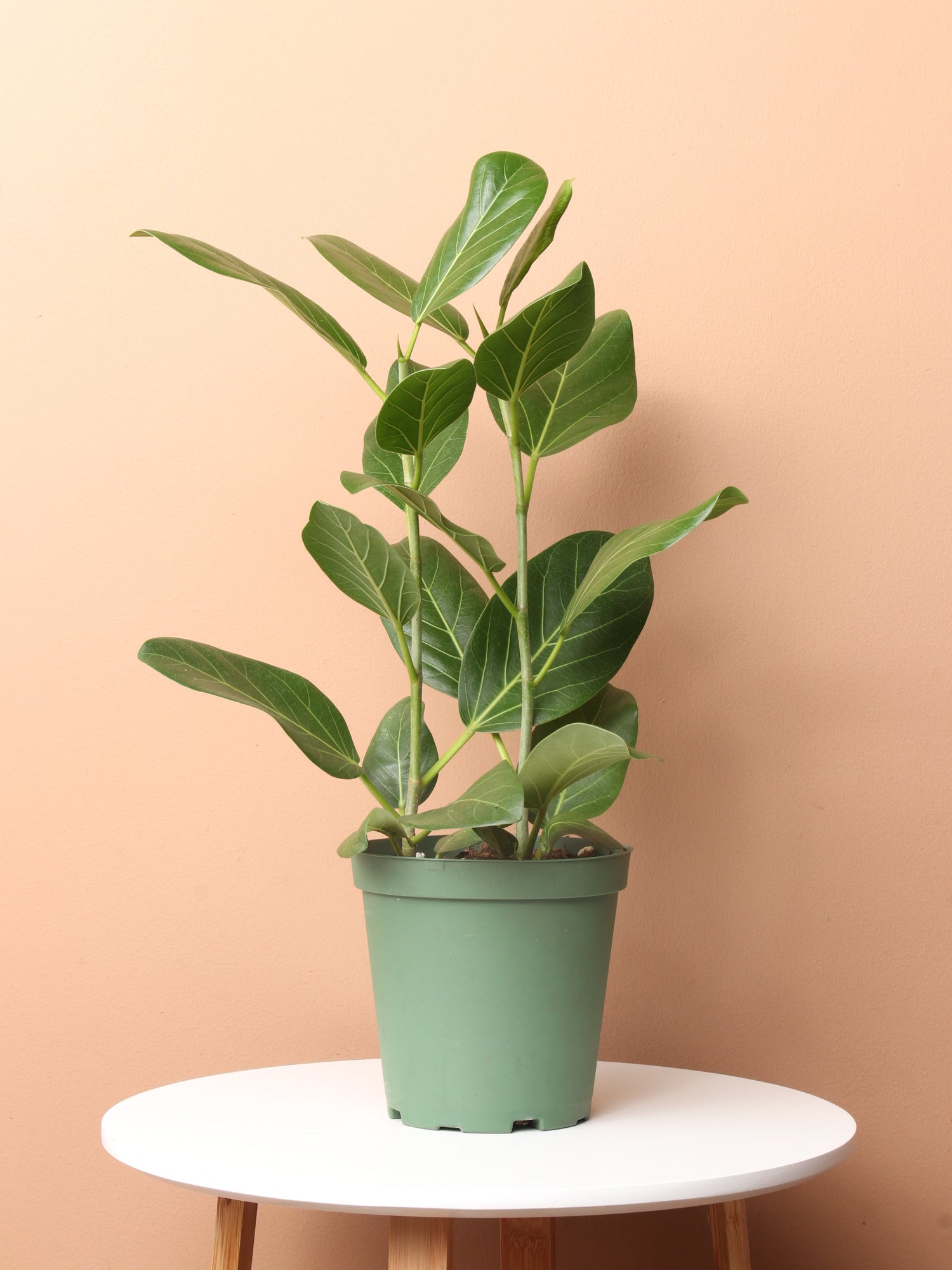 ficus audrey buy online Medium Ficus Audrey