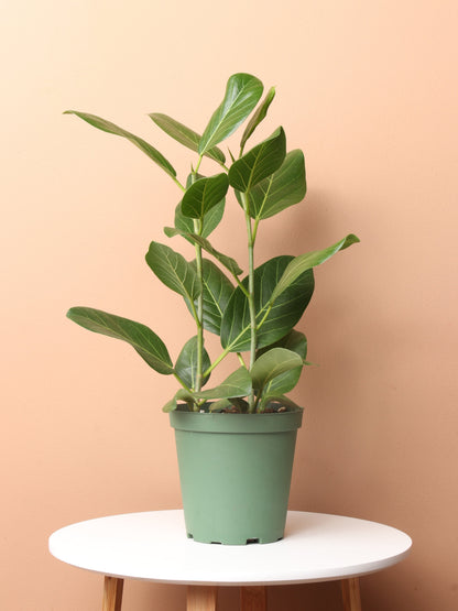 Medium Ficus Audrey