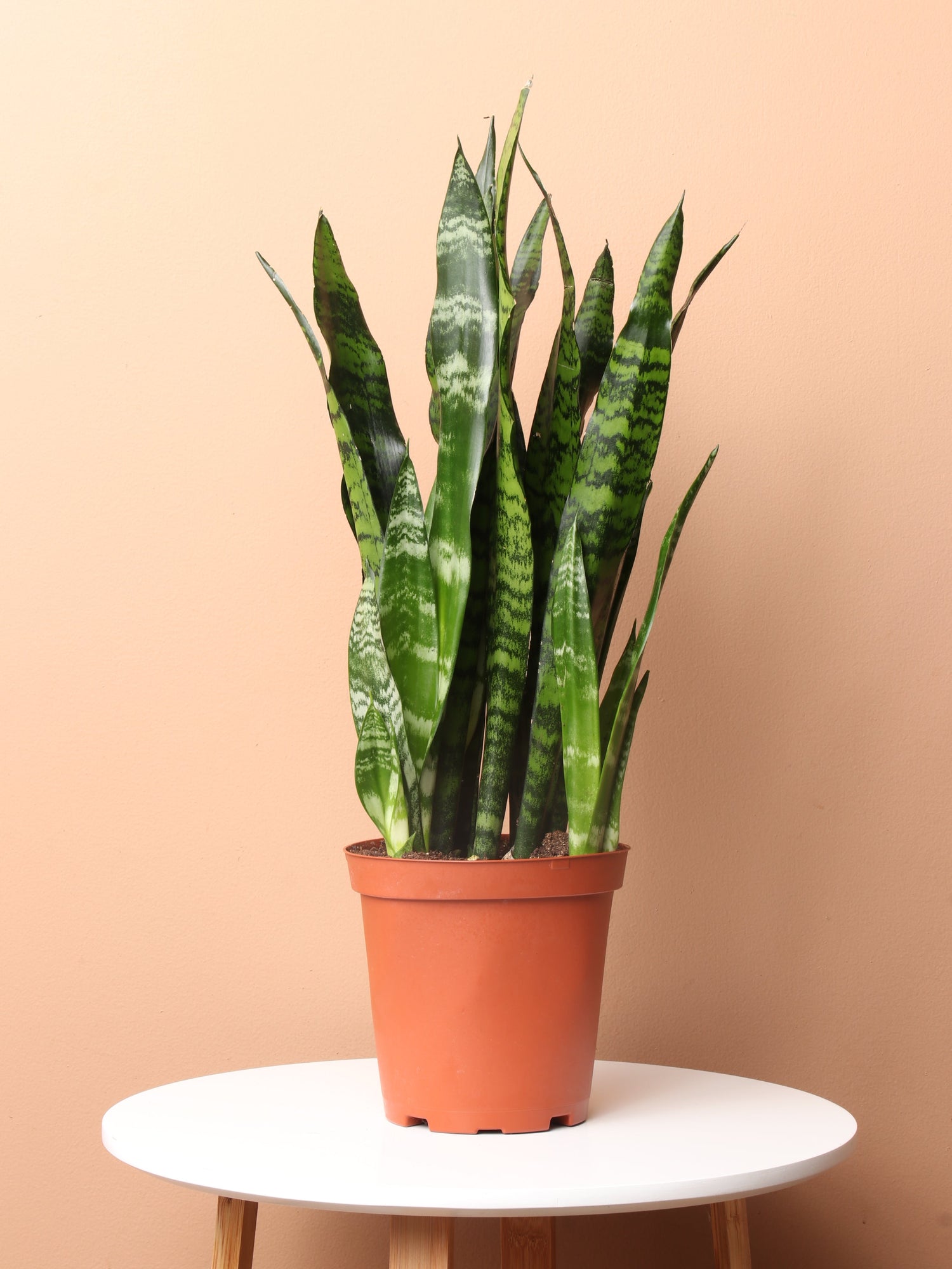 online snake plant Medium Green Snake Plant
