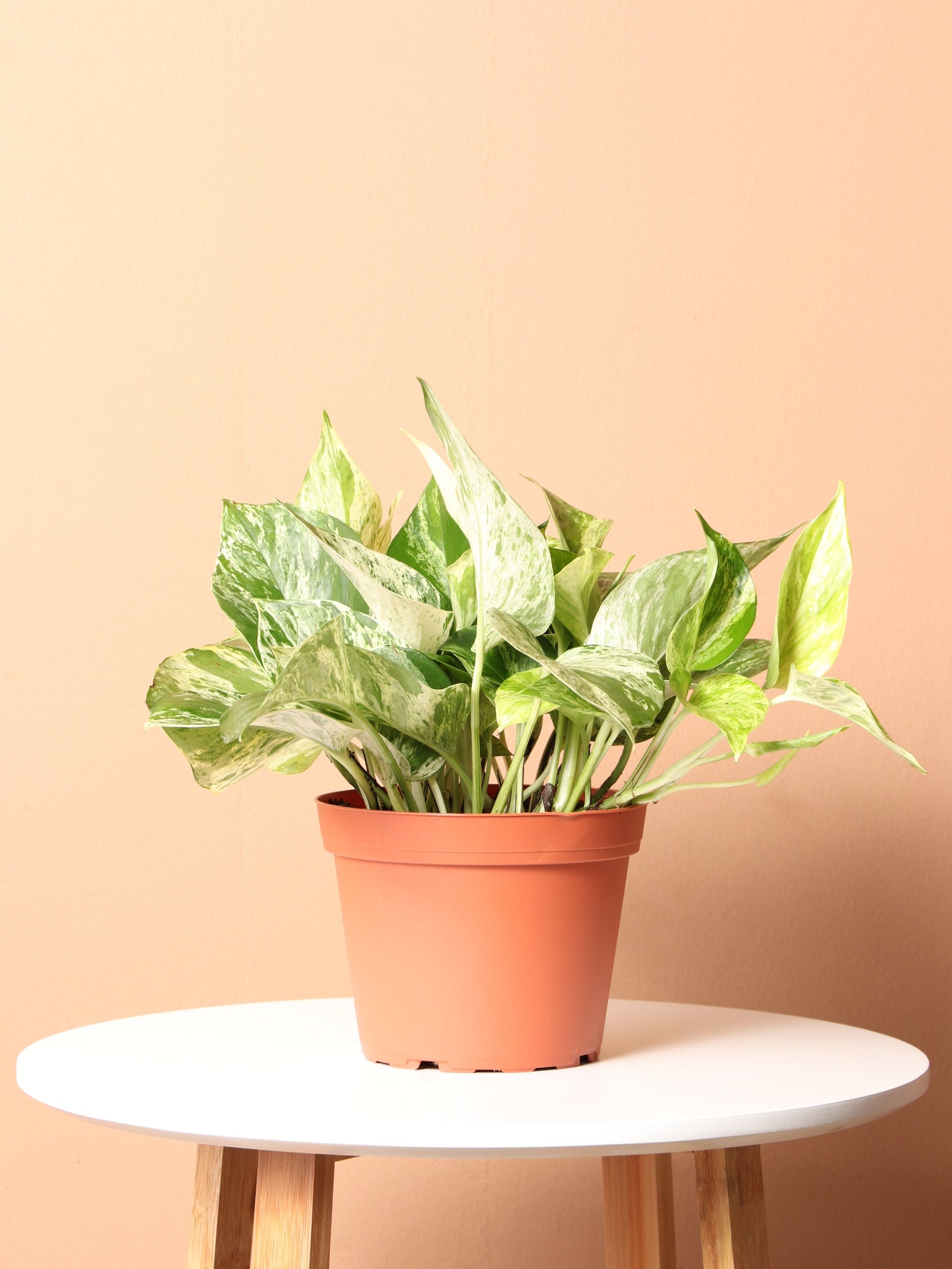 marble queen pothos ivy Medium Marble Queen Pothos – Dahing Plants