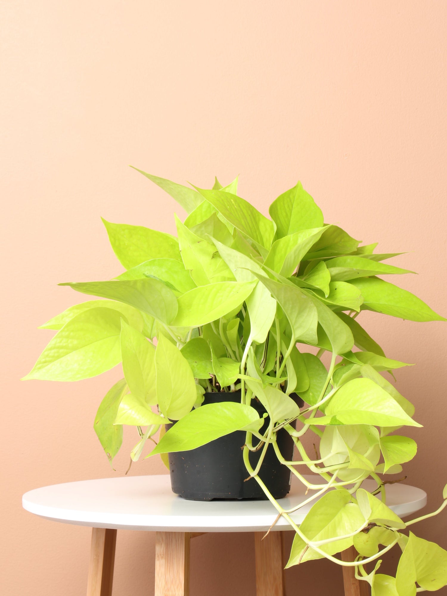 neon pothos light needs Buy Medium Neon Pothos Online | Low Light House Plant