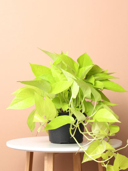 Medium Neon Pothos