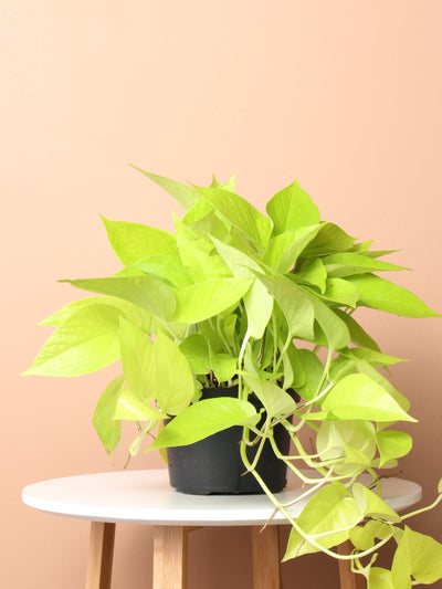 Medium Neon Pothos