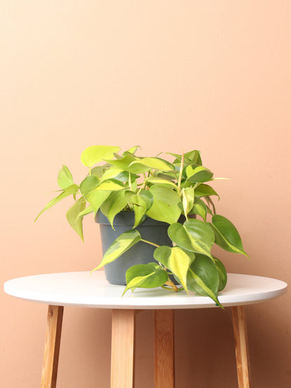 Medium Philodendron &