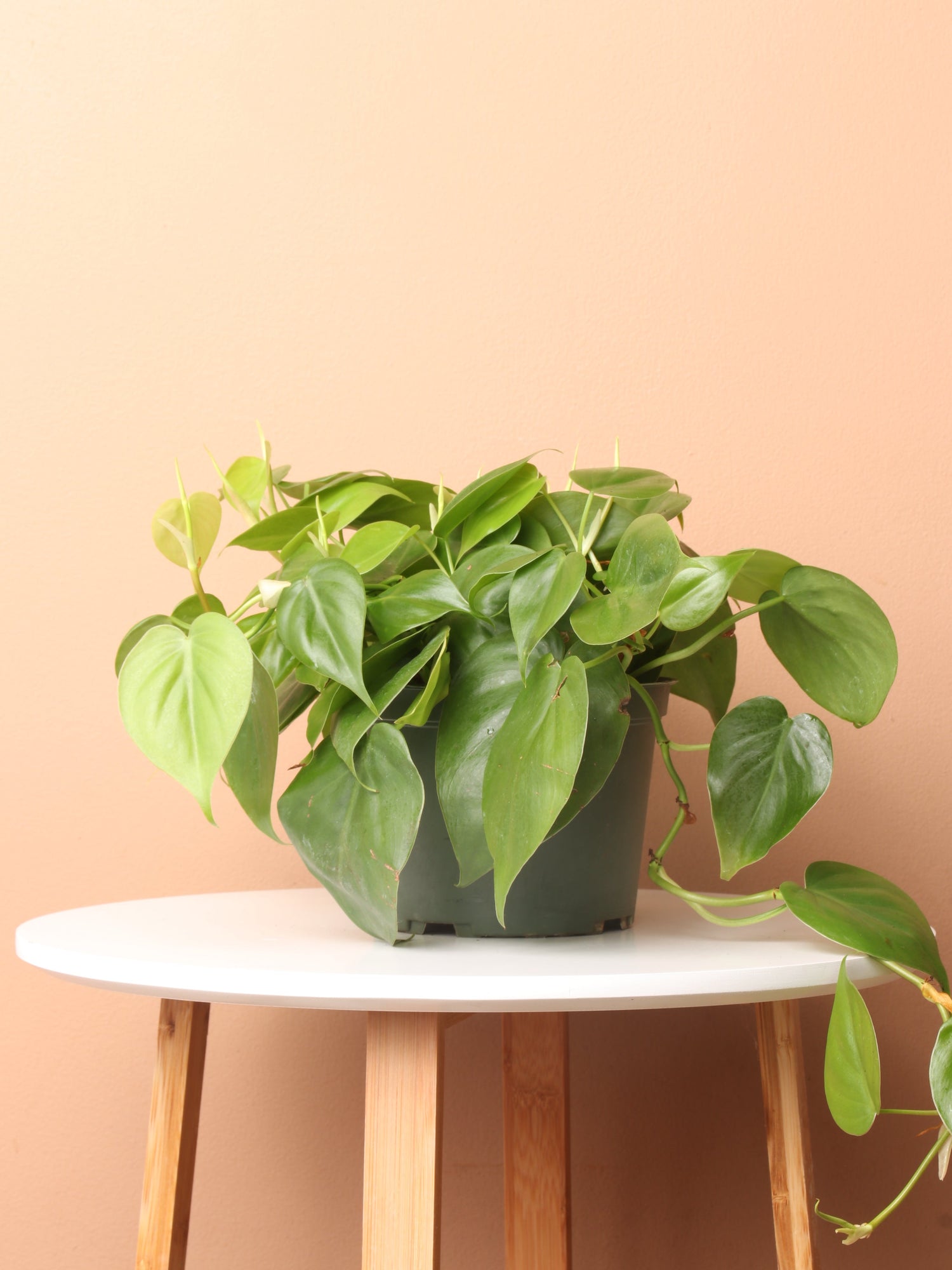 Medium Philodendron Hederaceum