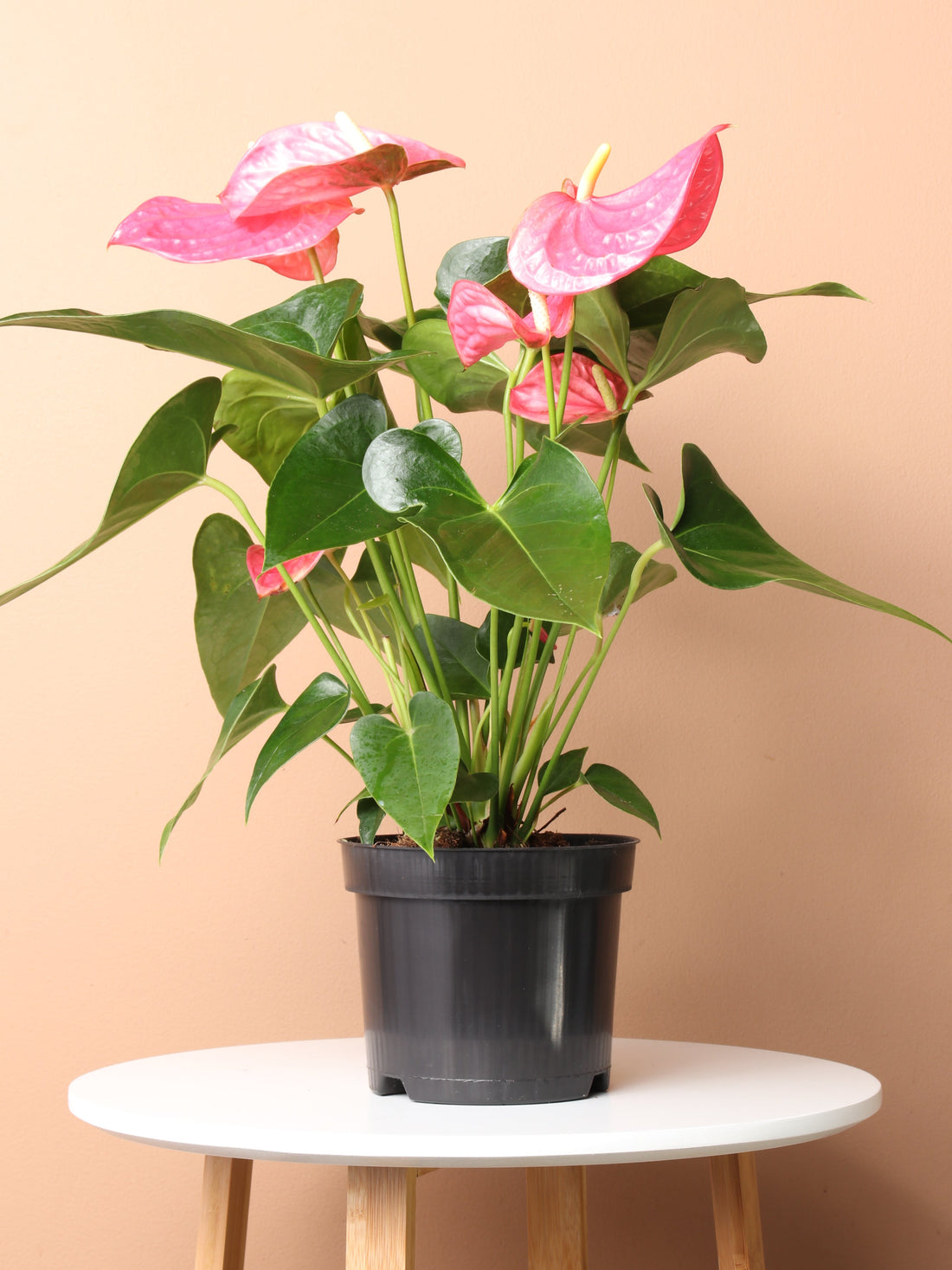 anthurium atropurpureum Medium Pink Anthurium Plant