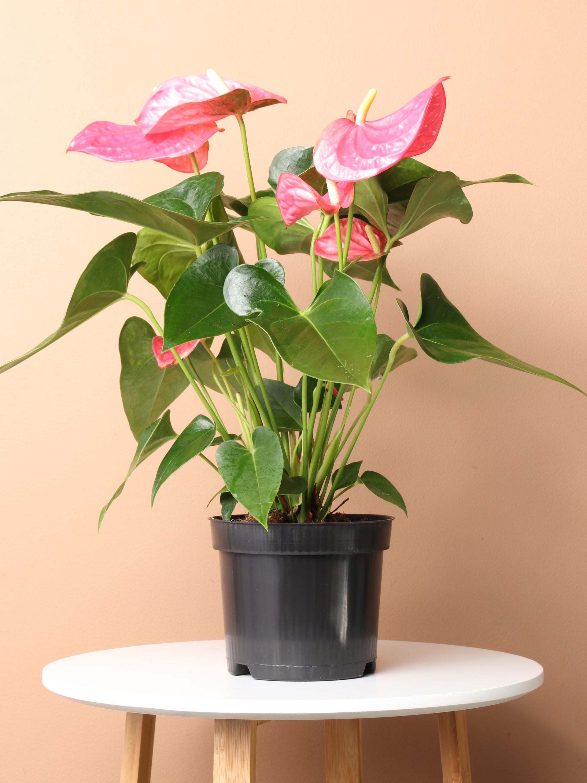 light pink anthurium Medium Pink Anthurium Plant