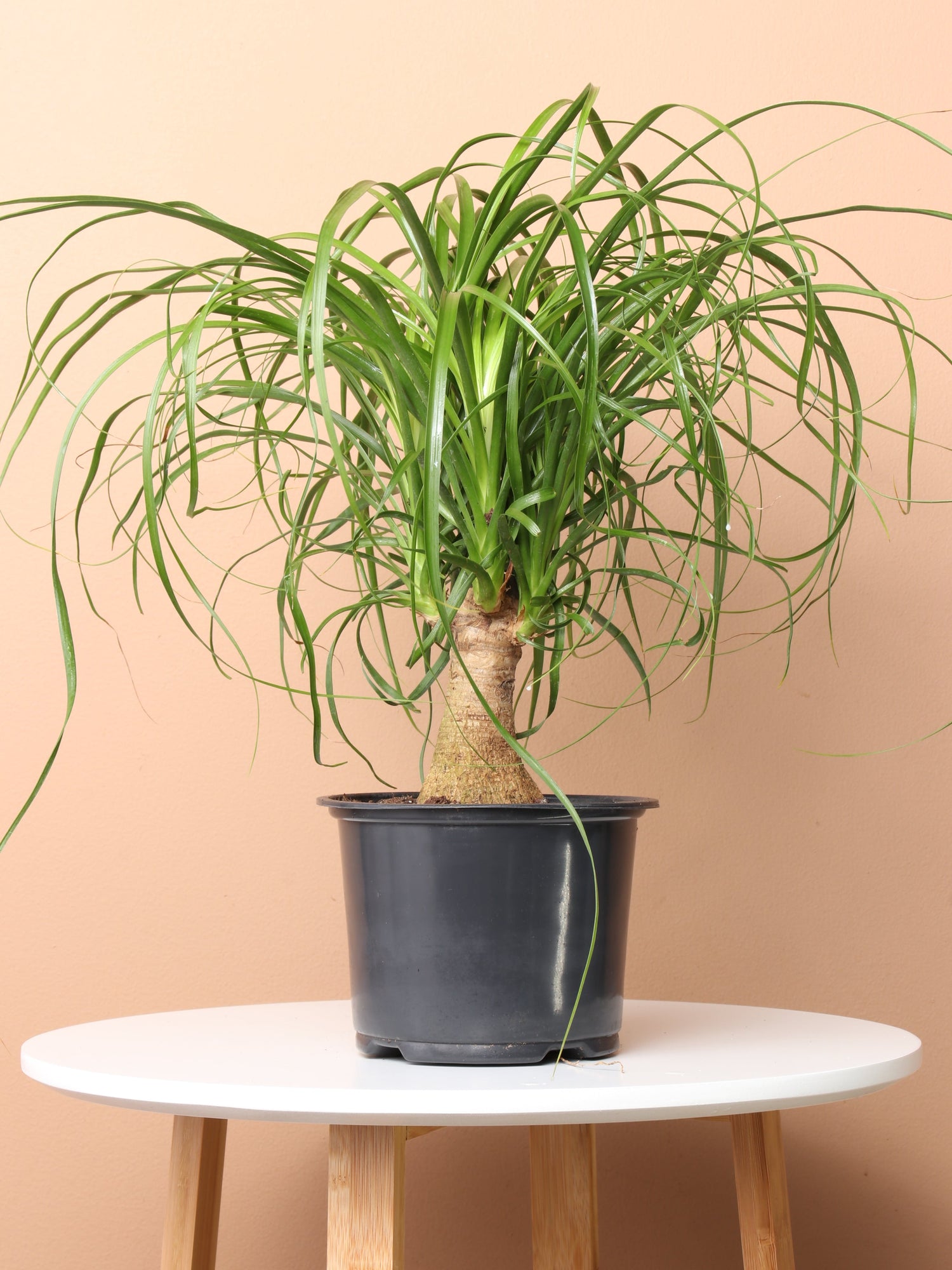 buy ponytail palm online Medium Ponytail Palm