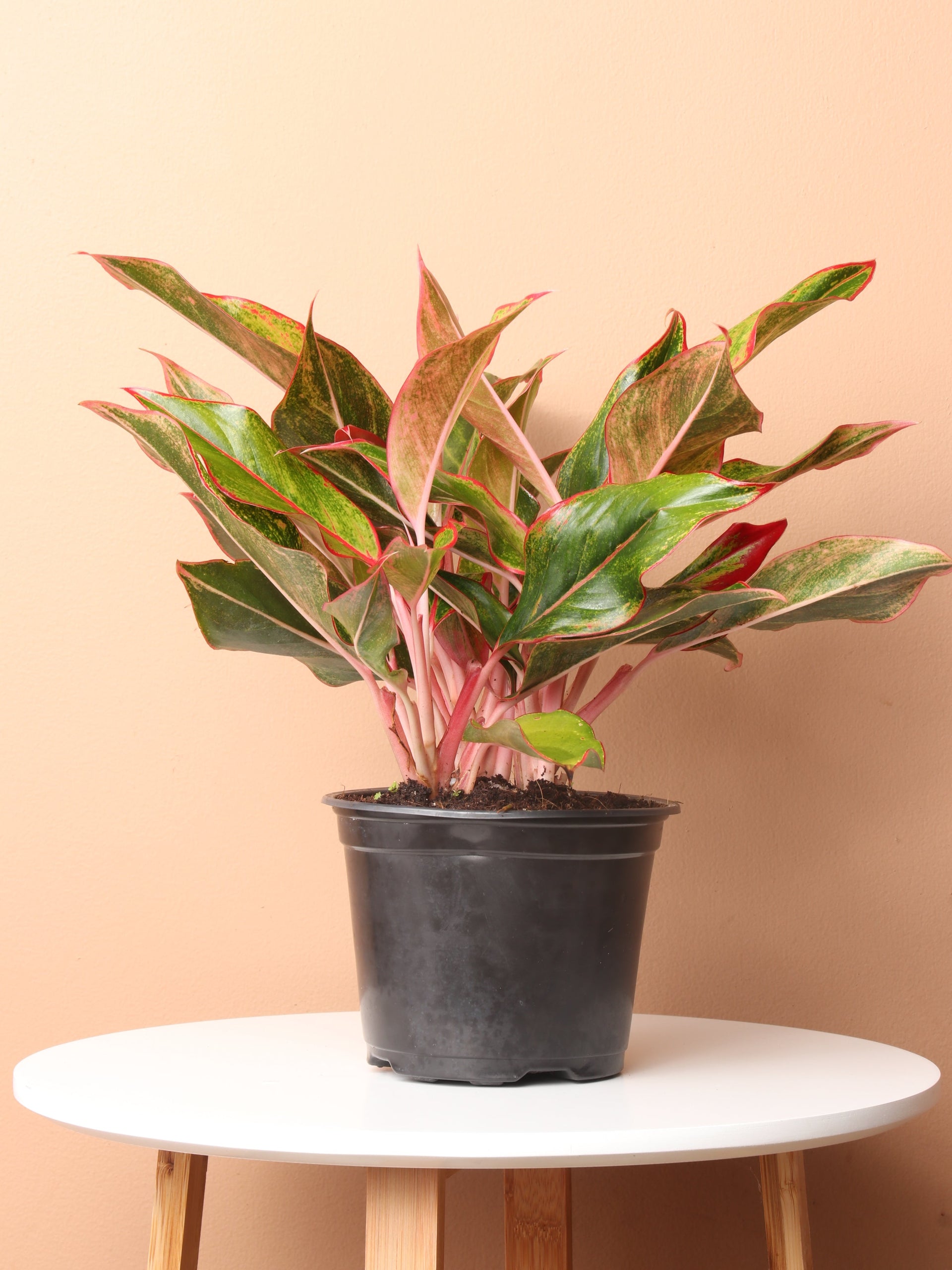 aglaonema nicole Medium Potted Red Aglaonema