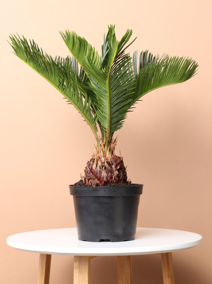 sago palm plants for sale Buy Medium Sago Palm Online | Indoor Palm