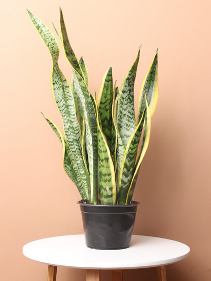 coffee and snake plants Buy Medium Snake Plant Online | Low Light House Plant