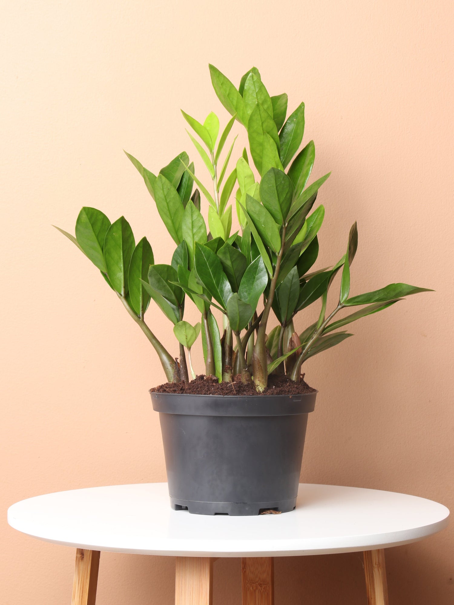zz plant desk Medium ZZ Plant