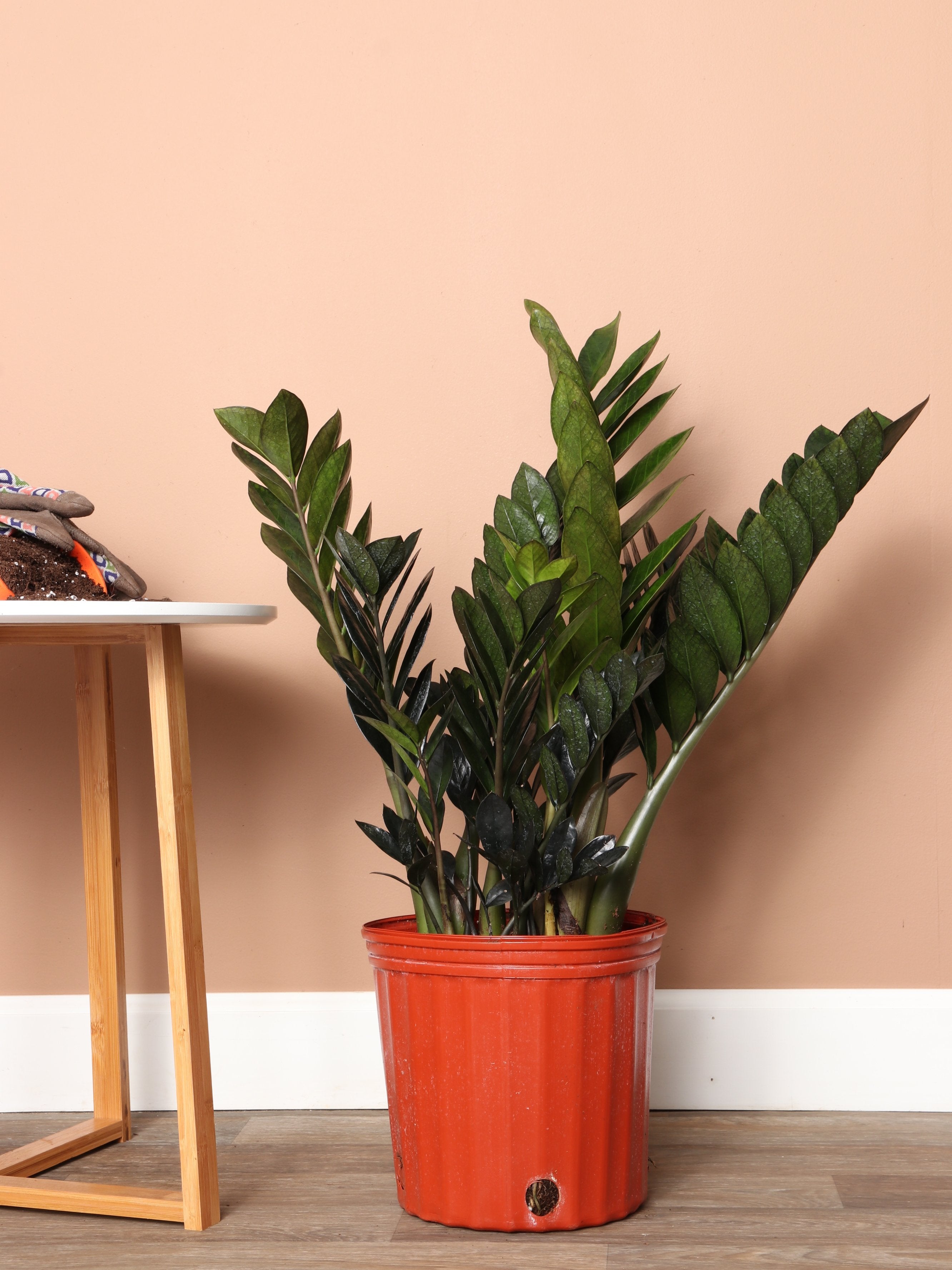 3-5 FT Black Raven ZZ Plant Delivered Next Day | NYC, NJ, CT, Boston ...