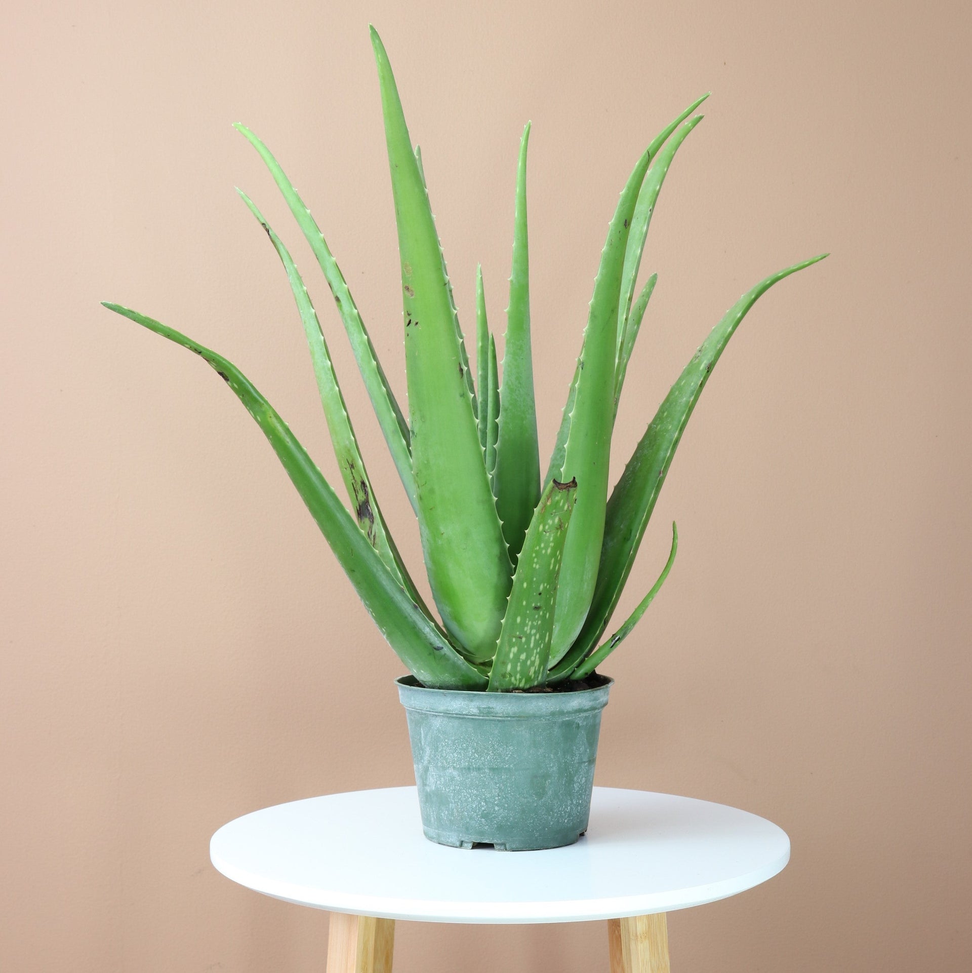 Desktop Aloe Delivered Tomorrow In NYC, NJ, CT, Boston, Providence,  Washington DC, Baltimore, Philadelphia, Princeton, Long Island, and Upstate  NY By Dahing Plants